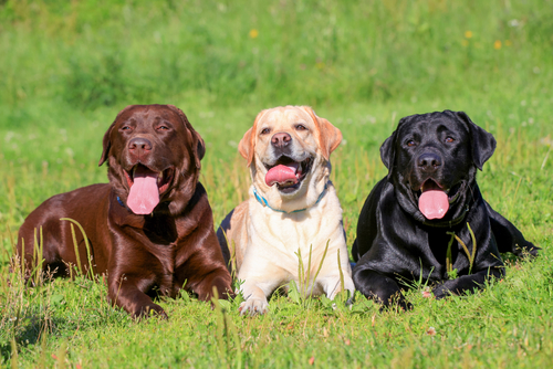 Three Labrador Retrievers of different colors sitting together on grass