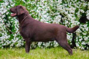 Read more about the article Best Diet & Nutrition for Labrador Retrievers