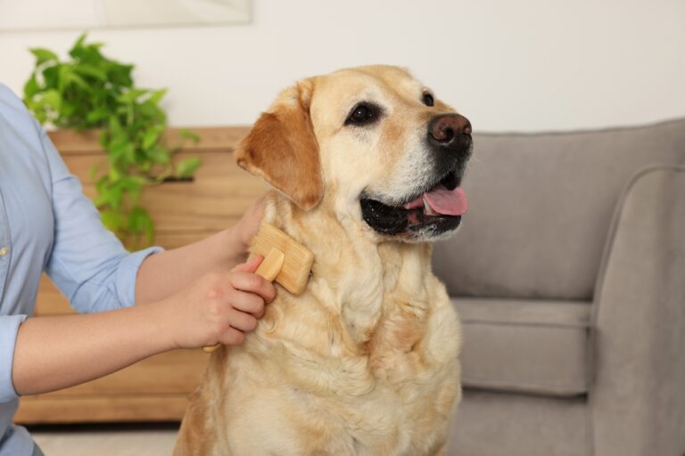 Read more about the article Labrador Retriever Grooming Essentials