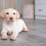 Cute Labrador Retriever puppy lying on the floor inside a home