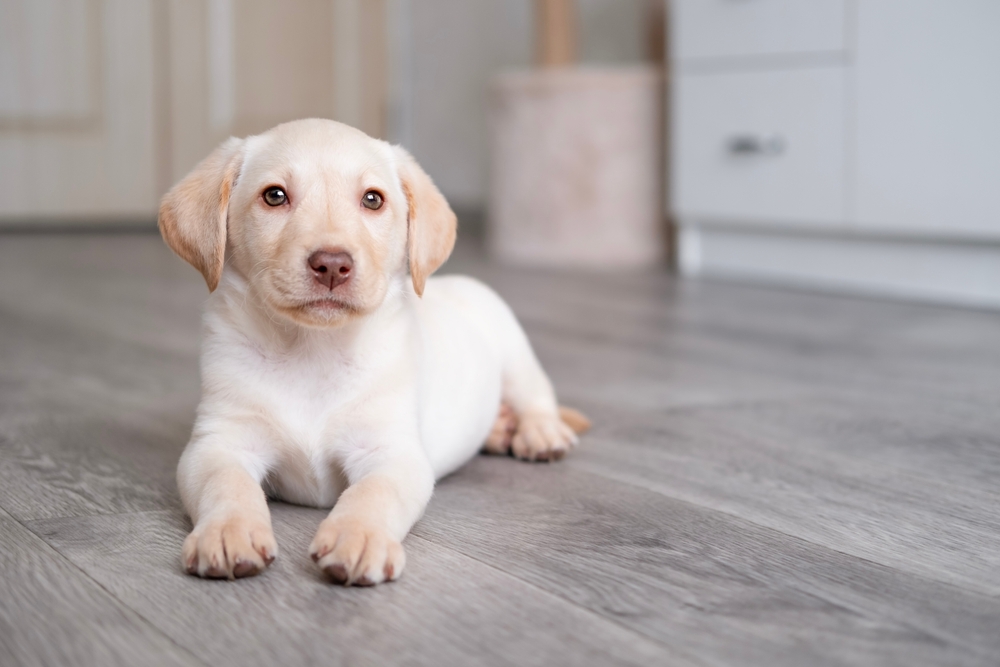 You are currently viewing Labrador Retriever Puppy Checklist: Everything You Need Before Bringing One Home